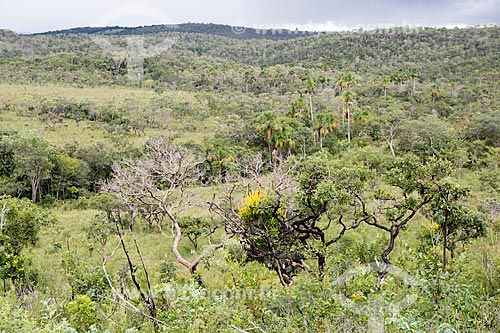  Vegetação típica do cerrado na Reserva Ecológica Vargem Grande próximo ao Parque Estadual da Serra dos Pireneus  - Pirenópolis - Goiás (GO) - Brasil