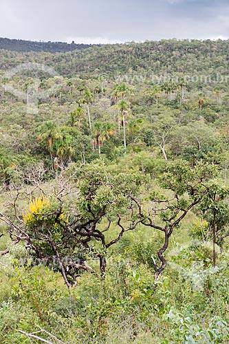  Vegetação típica do cerrado na Reserva Ecológica Vargem Grande próximo ao Parque Estadual da Serra dos Pireneus  - Pirenópolis - Goiás (GO) - Brasil