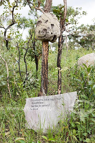  Detalhe de peroba-do-cerrado (Aspidosperma tomentosum) - conhecida por suas propriedades medicinais - na Reserva Ecológica Vargem Grande  - Pirenópolis - Goiás (GO) - Brasil