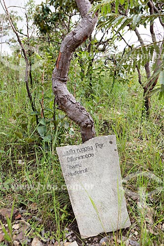  Detalhe de cipó-caboclo (Davilla rugosa) - conhecida por suas propriedades medicinais - na Reserva Ecológica Vargem Grande  - Pirenópolis - Goiás (GO) - Brasil