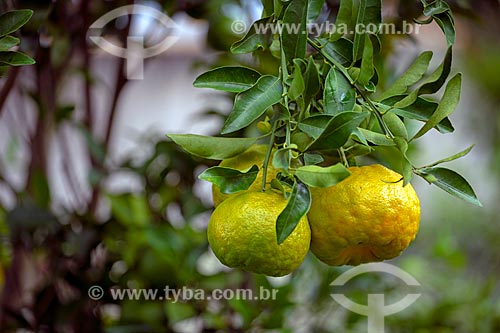  Detalhe de tangerina (Citrus reticulata) - também conhecida como bergamota, vergamota ou mexerica - ainda na tangerineira  - Guarani - Minas Gerais (MG) - Brasil