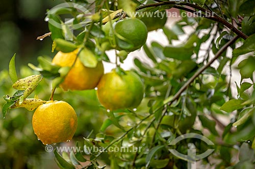  Detalhe de tangerina (Citrus reticulata) - também conhecida como bergamota, vergamota ou mexerica - ainda na tangerineira  - Guarani - Minas Gerais (MG) - Brasil