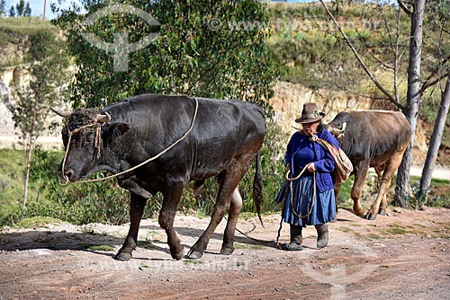  Mulher andina conduzindo o gado na zona rural da cidade de Chinchero  - Chinchero - Província de Urubamba - Peru