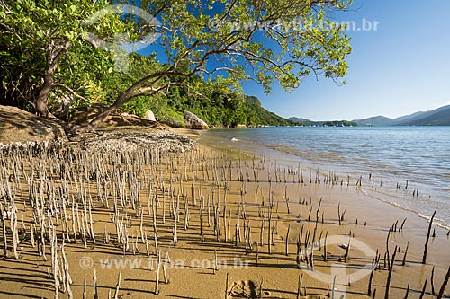  Raízes de mangue crescendo em praia no Saco do Mamanguá  - Paraty - Rio de Janeiro (RJ) - Brasil