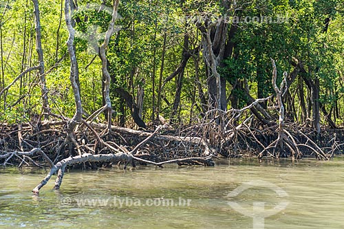  Vista do manguezal do Rio Grande no Saco do Mamanguá  - Paraty - Rio de Janeiro (RJ) - Brasil