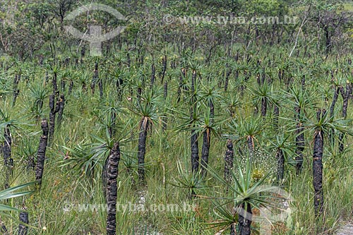  Detalhe de canela-de-ema (Vellozia squamata) - vegetação típica do cerrado - na Chapada dos Veadeiros  - Alto Paraíso de Goiás - Goiás (GO) - Brasil