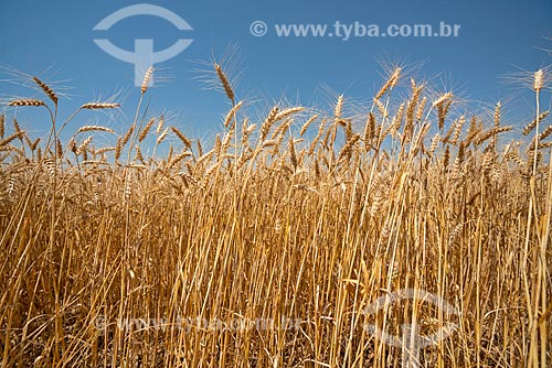  Detalhe de plantação de trigo  - Arapoti - Paraná (PR) - Brasil