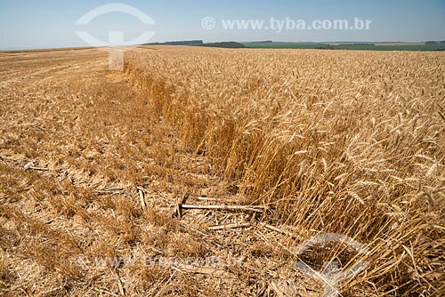  Detalhe de plantação de trigo durante a colheita  - Arapoti - Paraná (PR) - Brasil