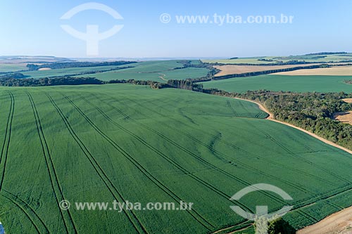  Foto aérea de plantação de trigo  - Arapoti - Paraná (PR) - Brasil