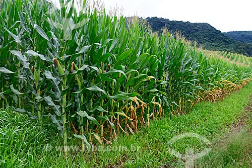  Plantação de milho em propriedade rural as margens da Rodovia RS-235 - sentido Nova Petrópolis  - Gramado - Rio Grande do Sul (RS) - Brasil