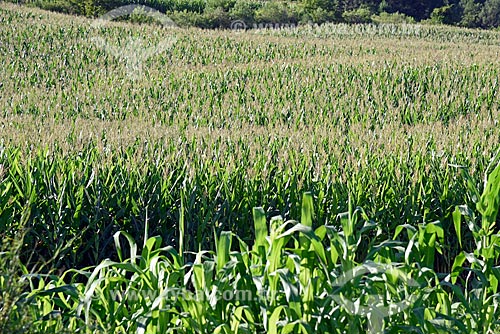  Plantação de milho em propriedade rural as margens da Rodovia RS-235 - sentido Nova Petrópolis  - Gramado - Rio Grande do Sul (RS) - Brasil