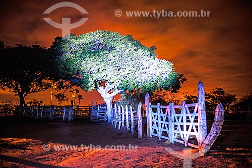  Light painting em árvore típica do cerrado  - Jacobina - Bahia (BA) - Brasil