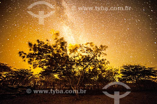  Árvore típica do cerrado na Chapada Diamantina à noite  - Jacobina - Bahia (BA) - Brasil