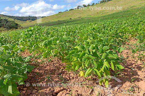  Plantação de feijão na zona rural da cidade de Guarani  - Guarani - Minas Gerais (MG) - Brasil