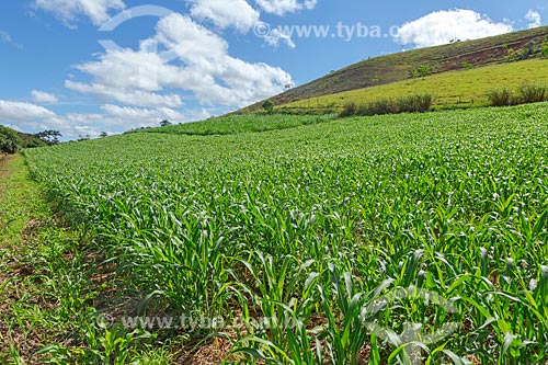  Plantação de milho transgênico na zona rural da cidade de Guarani  - Guarani - Minas Gerais (MG) - Brasil