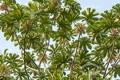  Folhas de embaúba - também conhecida como imbaúba, imbaúva ou árvore-da-preguiça - na Reserva Ecológica de Guapiaçu  - Cachoeiras de Macacu - Rio de Janeiro (RJ) - Brasil
