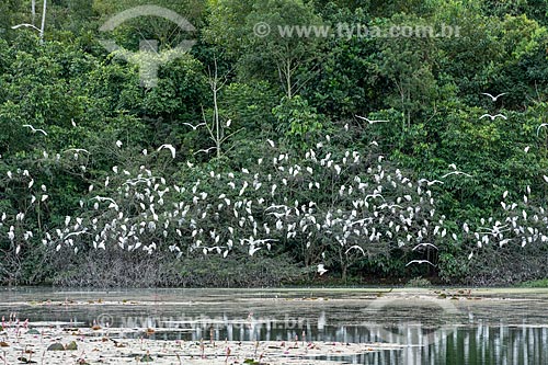  Vista geral de lago na Reserva Ecológica de Guapiaçu com bando de garça-branca-pequena (Egretta thula)  - Cachoeiras de Macacu - Rio de Janeiro (RJ) - Brasil