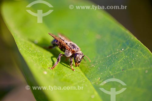  Detalhe de abelha tiúba (Melipona compressipes) - também conhecida com uruçu-cinzenta  - Teresina - Piauí (PI) - Brasil