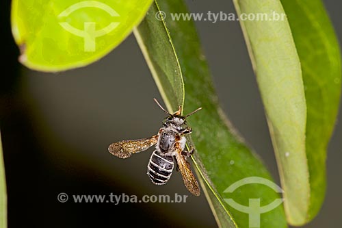  Detalhe de abelha tiúba (Melipona compressipes) - também conhecida com uruçu-cinzenta  - Teresina - Piauí (PI) - Brasil