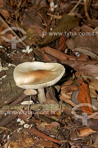  Detalhe de cogumelos no Parque Nacional da Tijuca  - Rio de Janeiro - Rio de Janeiro (RJ) - Brasil
