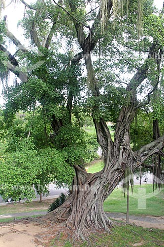  Detalhe de árvore no Parque da Quinta da Boa Vista  - Rio de Janeiro - Rio de Janeiro (RJ) - Brasil