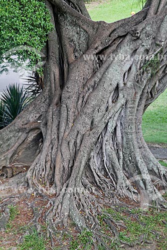  Detalhe de árvore no Parque da Quinta da Boa Vista  - Rio de Janeiro - Rio de Janeiro (RJ) - Brasil