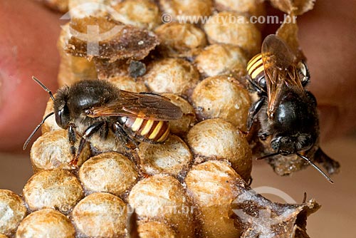  Detalhe de abelhas mandaçaia (Melipona quadrifasciata)  - Curitiba - Paraná (PR) - Brasil