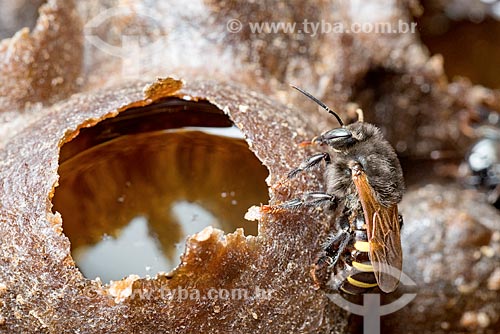  Detalhe de abelha mandaçaia (Melipona quadrifasciata)  - Curitiba - Paraná (PR) - Brasil