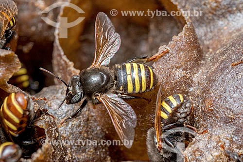  Detalhe de abelhas mandaçaia (Melipona quadrifasciata)  - Curitiba - Paraná (PR) - Brasil
