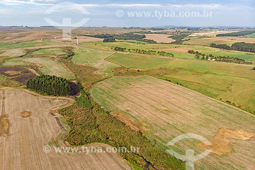  Foto aérea de plantação na Colônia Witmarsum  - Palmeira - Paraná (PR) - Brasil