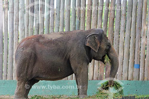  Elefante no Jardim Zoológico do Rio de Janeiro  - Rio de Janeiro - Rio de Janeiro (RJ) - Brasil