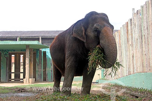  Elefante no Jardim Zoológico do Rio de Janeiro  - Rio de Janeiro - Rio de Janeiro (RJ) - Brasil