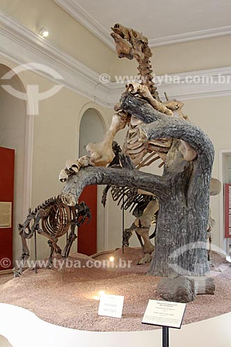  Esqueleto de bicho-preguiça gigante e tigre dente de sabre em exibição no Museu Nacional - antigo Paço de São Cristóvão  - Rio de Janeiro - Rio de Janeiro (RJ) - Brasil
