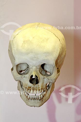  Réplica de crânio de Homo sapiens em exibição no Museu Nacional - antigo Paço de São Cristóvão  - Rio de Janeiro - Rio de Janeiro (RJ) - Brasil
