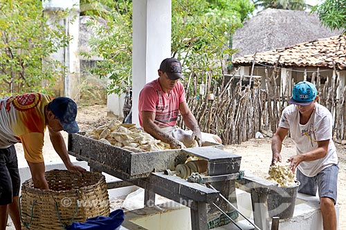 Trituração da mandioca na Farinhada - processo artesanal para a produção da farinha de mandioca  - Cajueiro da Praia - Piauí (PI) - Brasil