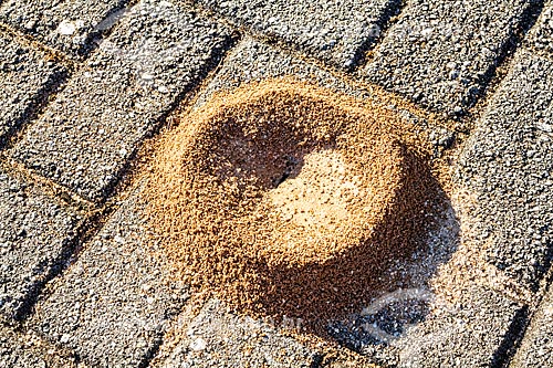  Detalhe de formigueiro em calçada  - Florianópolis - Santa Catarina (SC) - Brasil