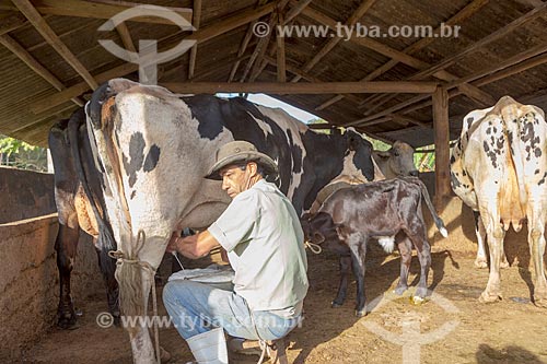  Trabalhador rural ordenhando vaca na zona rural da cidade de Guarani  - Guarani - Minas Gerais (MG) - Brasil