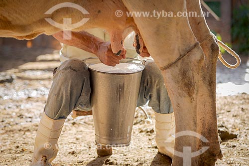  Detalhe de trabalhador rural ordenhando vaca na zona rural da cidade de Guarani  - Guarani - Minas Gerais (MG) - Brasil