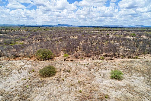  Foto feita com drone de vegetação típica da caatinga  - Custódia - Pernambuco (PE) - Brasil