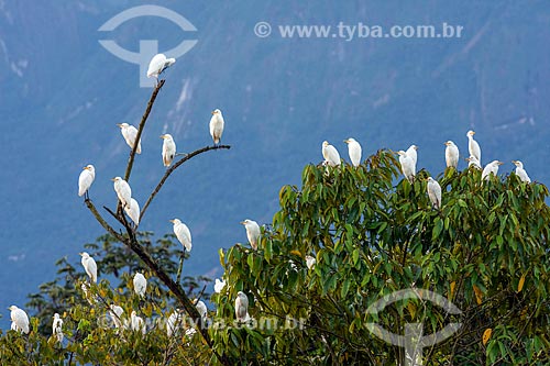  Garça-branca-grande (Ardea alba) na Reserva Ecológica de Guapiaçu  - Cachoeiras de Macacu - Rio de Janeiro (RJ) - Brasil