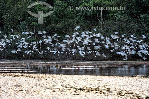  Vista geral de lago na Reserva Ecológica de Guapiaçu com bando de garça-branca-pequena (Egretta thula)  - Cachoeiras de Macacu - Rio de Janeiro (RJ) - Brasil