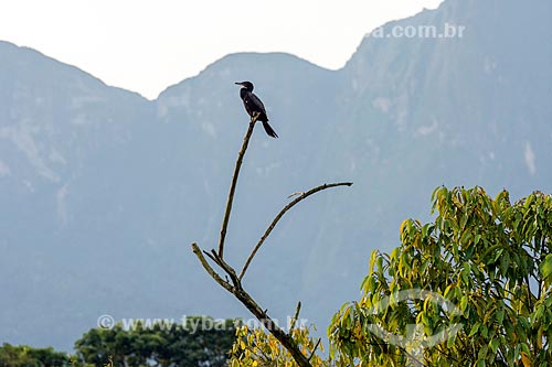  Biguá (Phalacrocorax brasilianus) - também conhecido como biguaúna, imbiuá, miuá ou corvo-marinho - na Reserva Ecológica de Guapiaçu  - Cachoeiras de Macacu - Rio de Janeiro (RJ) - Brasil