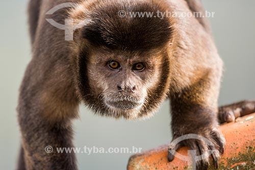  Detalhe de macaco-prego (Sapajus nigritus) no Parque Nacional de Itatiaia  - Itatiaia - Rio de Janeiro (RJ) - Brasil