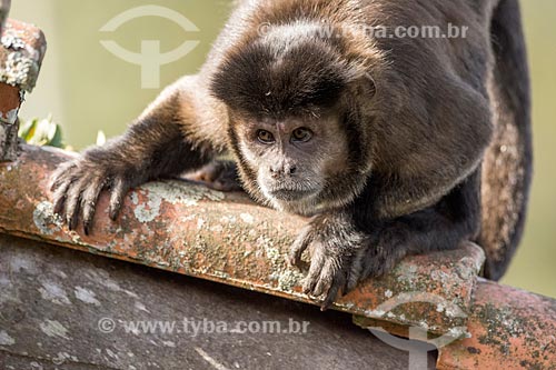  Detalhe de macaco-prego (Sapajus nigritus) no Parque Nacional de Itatiaia  - Itatiaia - Rio de Janeiro (RJ) - Brasil