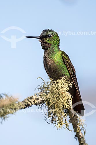  Detalhe de colibri no Parque Nacional de Itatiaia  - Itatiaia - Rio de Janeiro (RJ) - Brasil