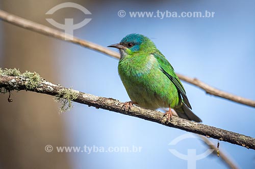  Detalhe de saí-azul (Dacnis cayana) fêmea - também conhecido como Saí-bicudo - no Parque Nacional de Itatiaia  - Itatiaia - Rio de Janeiro (RJ) - Brasil