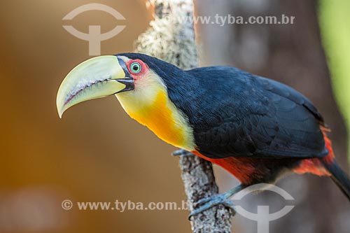 Detalhe de tucano-de-bico-verde (Ramphastos dicolorus) no Parque Nacional de Itatiaia  - Itatiaia - Rio de Janeiro (RJ) - Brasil