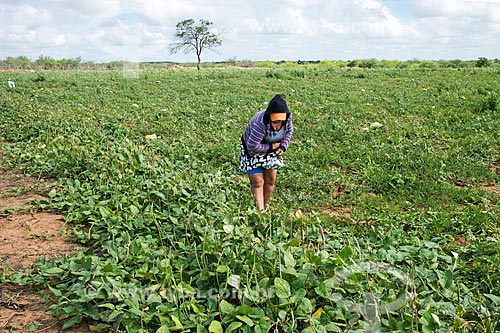  Trabalhador rural colhendo feijão de plantação irrigada com água captada do Rio São Francisco  - Cabrobó - Pernambuco (PE) - Brasil
