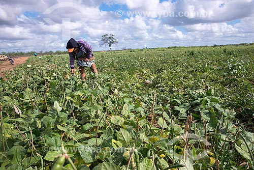  Trabalhador rural colhendo feijão de plantação irrigada com água captada do Rio São Francisco  - Cabrobó - Pernambuco (PE) - Brasil