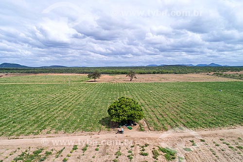  Foto feita com drone de plantação de Melancia (Citrullus lanatus) irrigada com água captada do Rio São Francisco  - Cabrobó - Pernambuco (PE) - Brasil